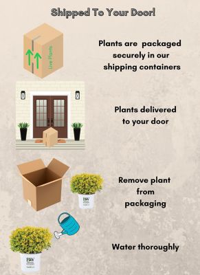 Image showing 6 th Proven Winners 2 gal. Holly Glow Pop Shrub