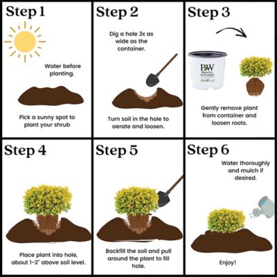 Image showing 7 th Proven Winners 2 gal. Holly Glow Pop Shrub