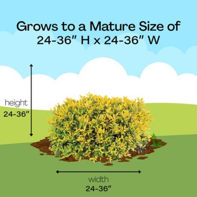 Image showing 8 th Proven Winners 2 gal. Holly Glow Pop Shrub