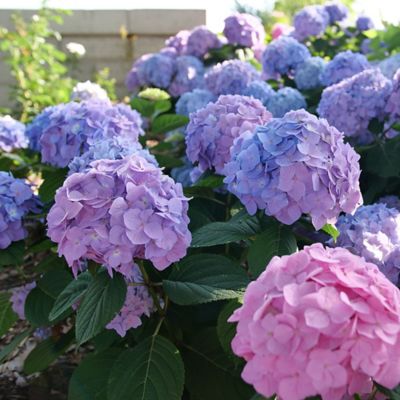 Image showing  2 gal. Hydrangea Let's Dance Skyview Shrub