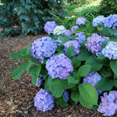 Image showing  2 gal. Hydrangea Let's Dance Skyview Shrub