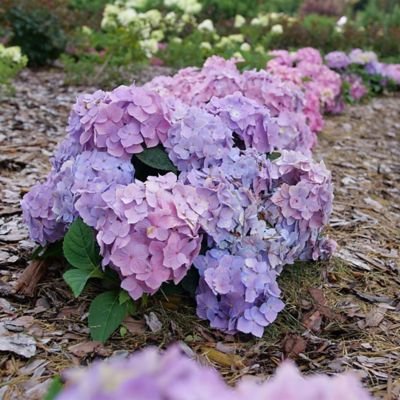Image showing  2 gal. Hydrangea Let's Dance Skyview Shrub
