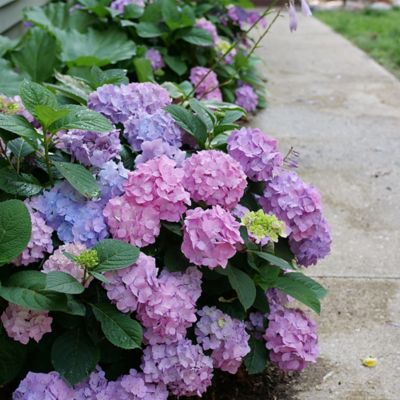 Image showing  2 gal. Hydrangea Let's Dance Skyview Shrub