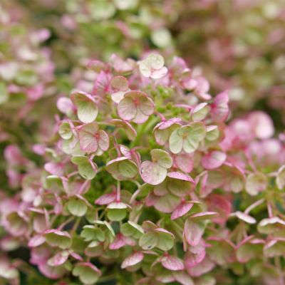 Image showing  2 gal. Hydrangea Tiny Quick Fire Shrub