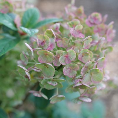 Image showing  2 gal. Hydrangea Tiny Quick Fire Shrub