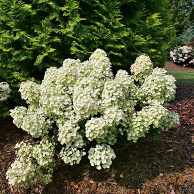 Image showing  2 gal. Hydrangea Tiny Quick Fire Shrub