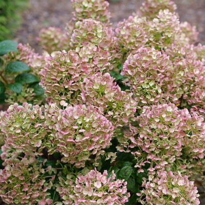 Image showing  2 gal. Hydrangea Tiny Quick Fire Shrub