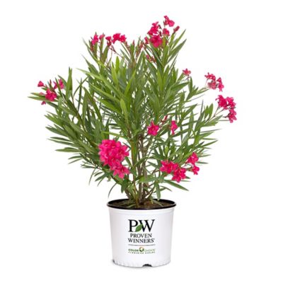 Proven Winners 2 gal. Oleander Austin Pretty Limits Shrub