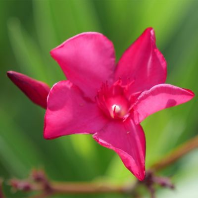 Image showing  2 gal. Oleander Austin Pretty Limits Shrub