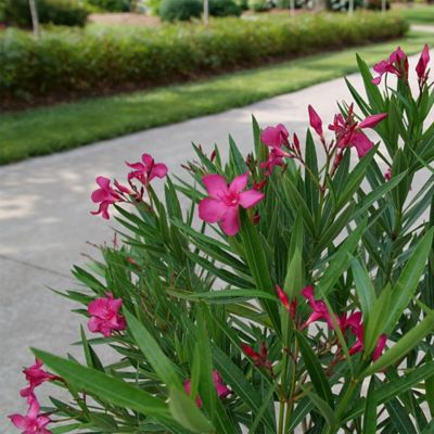 Image showing  2 gal. Oleander Austin Pretty Limits Shrub