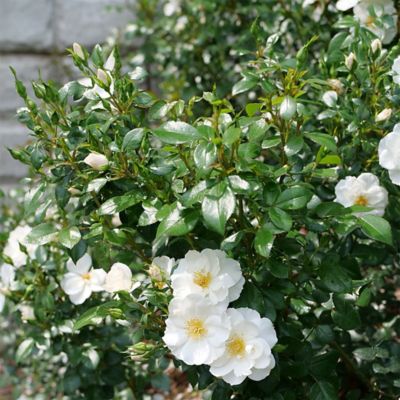 Image showing  2 gal. Rose Oso Easy Ice Bay Shrub