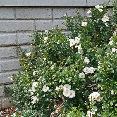 Image showing  2 gal. Rose Oso Easy Ice Bay Shrub