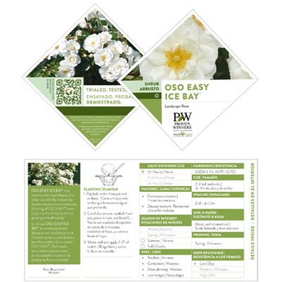 Image showing 5 th Proven Winners 2 gal. Rose Oso Easy Ice Bay Shrub