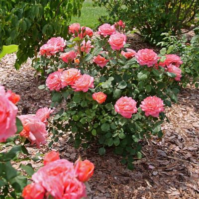 Image showing  2 gal. Rose Reminiscent Coral Shrub