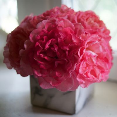 Image showing  2 gal. Rose Reminiscent Coral Shrub