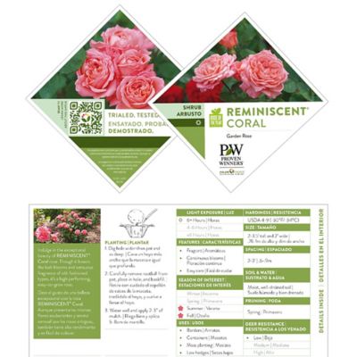 Image showing 5 th Proven Winners 2 gal. Rose Reminiscent Coral Shrub