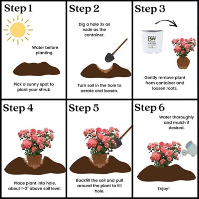 Image showing 8 th Proven Winners 2 gal. Rose Reminiscent Coral Shrub