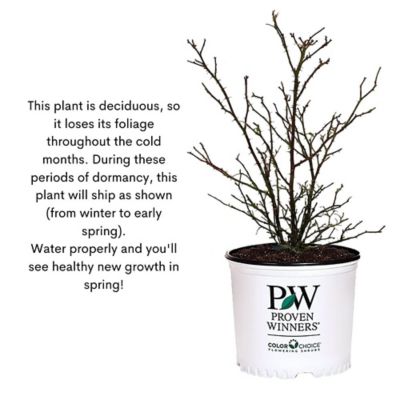 Image showing 9 th Proven Winners 2 gal. Rose Reminiscent Coral Shrub