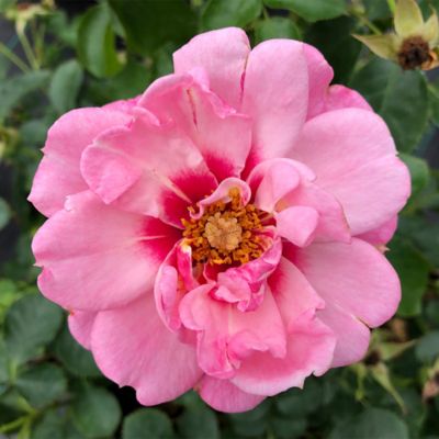 Image showing  2 gal. Potted Pink Rose Ringo Double Shrub Bush
