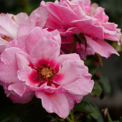 Image showing  2 gal. Potted Pink Rose Ringo Double Shrub Bush