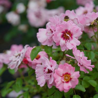 Image showing  2 gal. Potted Pink Rose Ringo Double Shrub Bush