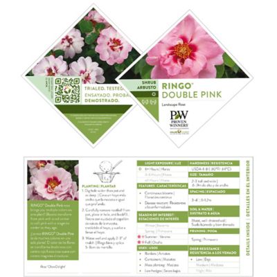 Image showing  2 gal. Potted Pink Rose Ringo Double Shrub Bush