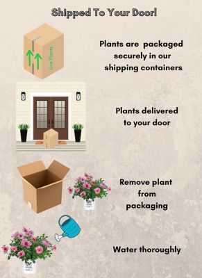 Image showing 6 th Proven Winners 2 gal. Potted Pink Rose Ringo Double Shrub Bush