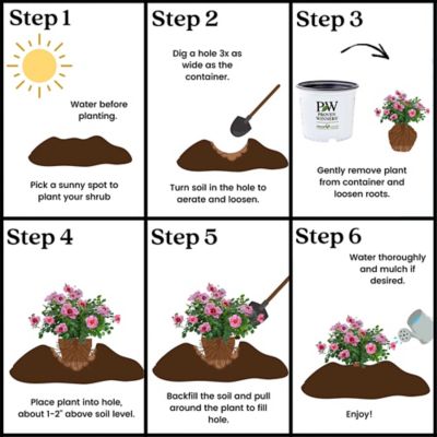 Image showing 7 th Proven Winners 2 gal. Potted Pink Rose Ringo Double Shrub Bush