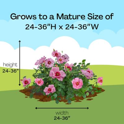Image showing 8 th Proven Winners 2 gal. Potted Pink Rose Ringo Double Shrub Bush