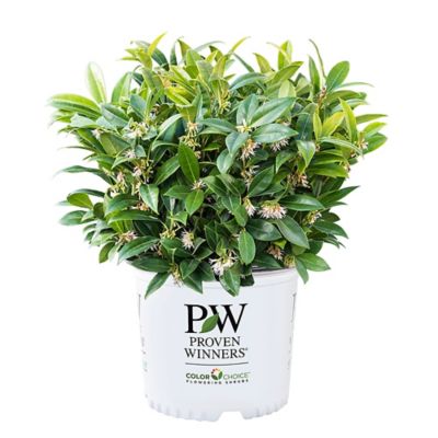 Proven Winners 2 gal. Sweet Box Sweet & Low Shrub