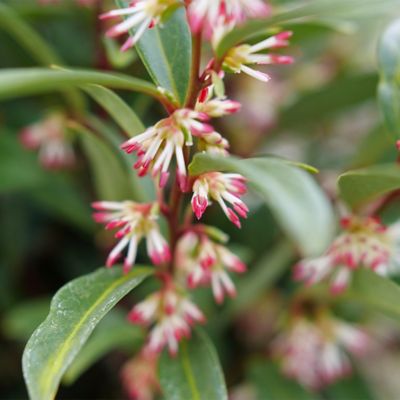 Image showing  2 gal. Sweet Box Sweet & Low Shrub