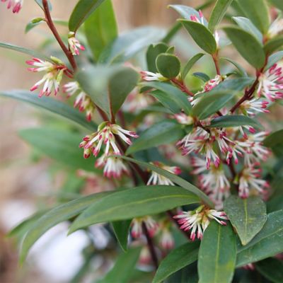 Image showing  2 gal. Sweet Box Sweet & Low Shrub