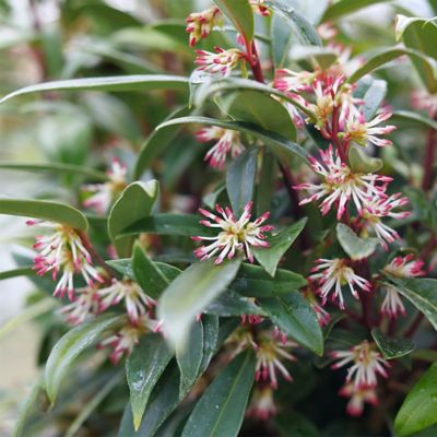 Image showing  2 gal. Sweet Box Sweet & Low Shrub