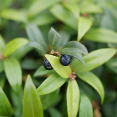 Image showing  2 gal. Sweet Box Sweet & Low Shrub