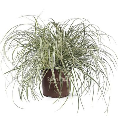 Proven Winners 2 gal. Grass Carex Everest Shrub