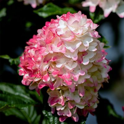 Image showing 1 th First Editions 2 gal. Potted White Hydrangea Spring Sizzle Shrub Bush