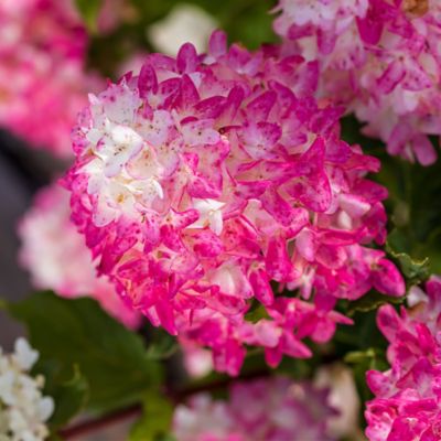 Image showing 2 th First Editions 2 gal. Potted White Hydrangea Spring Sizzle Shrub Bush