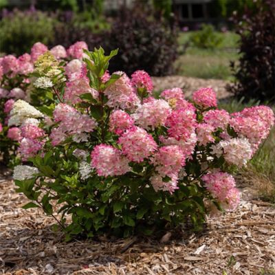 Image showing 3 th First Editions 2 gal. Potted White Hydrangea Spring Sizzle Shrub Bush