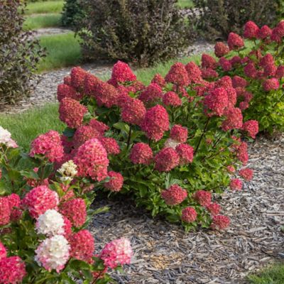 Image showing 4 th First Editions 2 gal. Potted White Hydrangea Spring Sizzle Shrub Bush