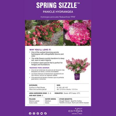 Image showing 5 th First Editions 2 gal. Potted White Hydrangea Spring Sizzle Shrub Bush