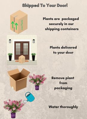 Image showing 7 th First Editions 2 gal. Potted White Hydrangea Spring Sizzle Shrub Bush