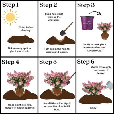 Image showing 8 th First Editions 2 gal. Potted White Hydrangea Spring Sizzle Shrub Bush