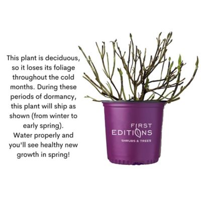 Image showing 9 th First Editions 2 gal. Potted White Hydrangea Spring Sizzle Shrub Bush