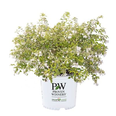 Proven Winners 2 gal. Abelia Mucho Gusto Shrub