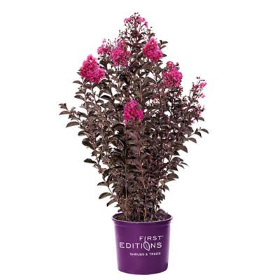 Image showing  5 gal. Crape Myrtle Twilight Magic Shrub