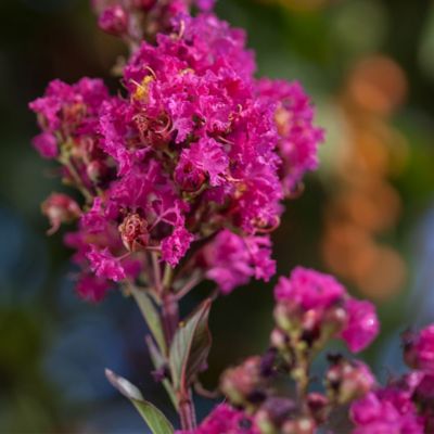 Image showing  5 gal. Crape Myrtle Twilight Magic Shrub