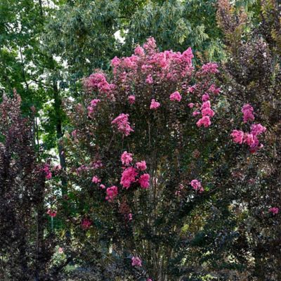 Image showing  5 gal. Crape Myrtle Twilight Magic Shrub