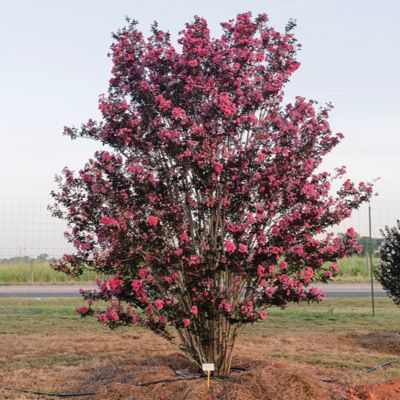 Image showing  5 gal. Crape Myrtle Twilight Magic Shrub