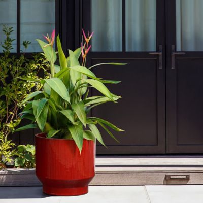 Image showing  Red Wine Round Ceramic Planter