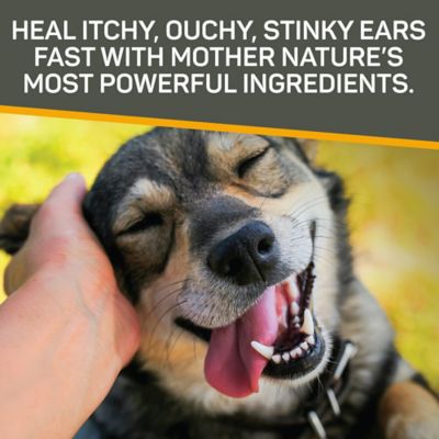 Image showing 6 th Silver Honey Rapid Ear Care Vet Strength Ear Treatment Rinse with Concentrated Doses for Cats and Dogs